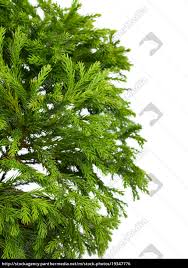 Ihre heimat findet sie in japan vor. Die Sicheltanne Cryptomeria Japonica Globosa Nana Lizenzfreies Foto 19347776 Bildagentur Panthermedia