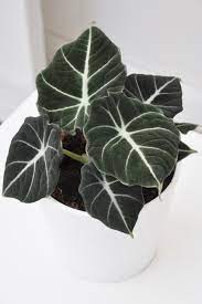 We did not find results for: Mini Alocasia Black Velvet Grunpflanzen Pflanzen Der Palmenmann