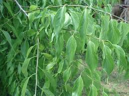 So you may have 50 oaks in the book, but only 15 grow in your area and the maps identify which are specific to your area. Southern Hackberry The Department Of Environment And Natural Resources