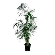 Image result for Dypsis lutescens
