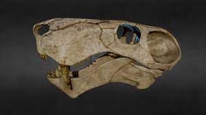 Gorgonopsid Inostrancevia Prehistoric World 3d Model Model