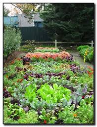 Shoots Sprouts And Stems Gardening Advice And Ideas Special Garden Design Fall Garden Vegetables Small Vegetable Gardens Garden Layout