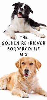 Golden Retriever Border Collie Mix Bordercollie Golden Retriever Mix Border Collie Golden Retriever Collie Mix Collie Mix
