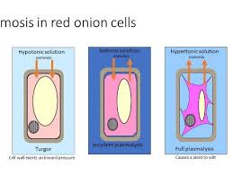 Cell And Its Environment Teaching Resources