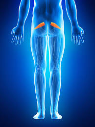 How to sleep with piriformis syndrome. Piriformis Syndrome Piriformis Muscle Pain In The Butt Piriformis Syndrome Physio