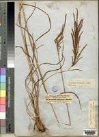 Image result for Digitaria diagonalis