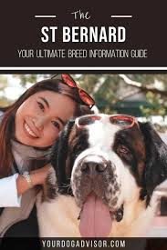 st bernard ultimate breed information guide large dog breeds st bernard most popular dog breeds