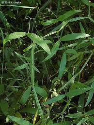 Image result for Oxyanthus latifolius