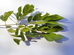 Image result for Albizia glaberrima