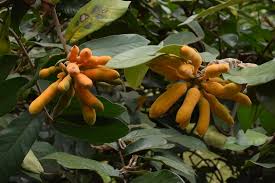 Image result for Uvaria