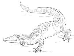 Also you can search for other artwork with our tools. Parentune Free Printable Bearded Dragon Coloring Picture Assignment Sheets Pictures For Child