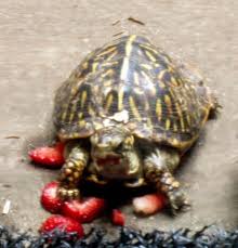 What To Do If Your Box Turtle Won T Eat Box Turtle World