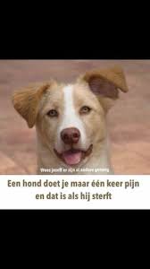 Pin Van Nellie Bouwmeester Op Afscheid Hond Honden Inspirerende Citaten En Citaten