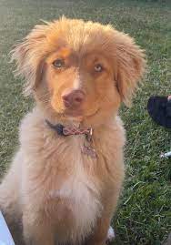 Find nova scotia duck tolling retrievers for sale on oodle classifieds. Tolleron Nova Scotia Duck Tolling Retriever Breeder Another Lovely Update From Ed Natalie On 17 Week Old Bonnie From Our Last Litters Video Below Hi Tina And David Just Wanted
