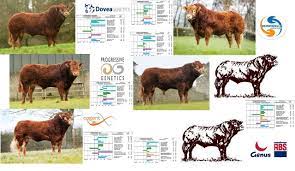 Digest Paper Breeding Pedigree Limousin Bulls For The Commercial Producer