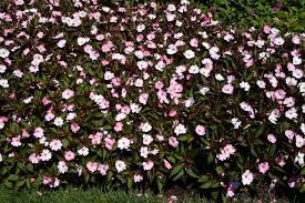 Maybe you would like to learn more about one of these? Landscape Plants Rated By Deer Resistance Rutgers Njaes