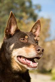 Kelpie Portrait Asutralian Kelpie Working Cattle Dog Portrait Outdoors Aff Asutralian Kelpie Kel Australian Kelpie Dog Dog Breeds Dog Biting Training