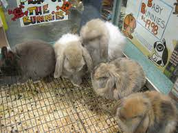 In fact, together with petco and our community partners, we help find homes for thousands of dogs, cats, and rabbits and other pets. Rabbit Pet Store