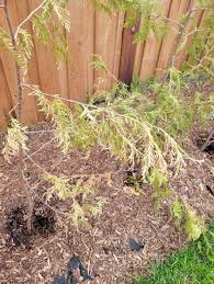 Image result for thuja drying out dead dried symptoms)