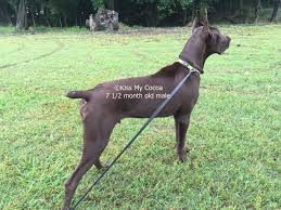 The length of a docked tail varies depending on the breed of the dog. Docked Tails On Danes Are A Personal Preference Just As Are Ear Crops Http Kissmycocoa Com Dockedtail Html Great Dane Dane Dock
