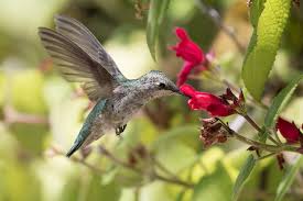 Blooms from late spring to midsummer. Humm Baby Attract Hummingbirds To Your Home Garden
