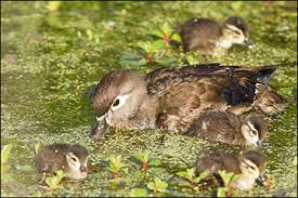 Although seldom seen in alberta they are the duck that most people associate with nest boxes. Biology And Management Of Wood Ducks In Missouri Mu Extension