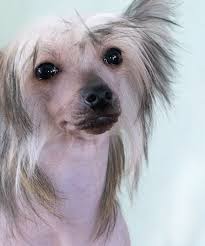 http upload wikimedia org wikipedia commons f f7 crested eyes jpg chinese crested dog chinese crested dog breeds