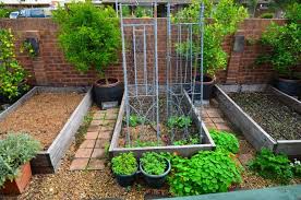 While a wine barrel garden is theoretically portable, it. Tips For Growing Citrus In Pots The Greening Of Gavin