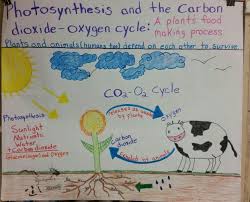 Photosynthesis And Carbon Dioxide Oxygen Cycle Anchor Chart Photosynthesis Activities Science Anchor Charts Common Core Science