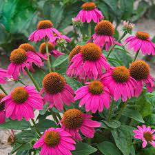 Amazon Com Best Garden Seeds New Rarest Heirloom Echinacea Powwow Wild Berry Coneflower Perennial Flowers 100 Flowers Perennials Fall Perennials Echinacea