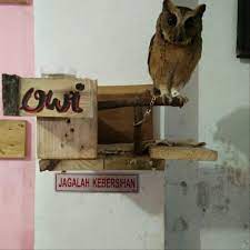 Sehingga mereka akan menjadi jinak secara. Mudah 10 Cara Merawat Burung Hantu Celepuk Bagi Pemula