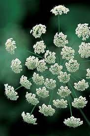 Pin On Flowers Things