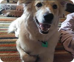 Maybe you would like to learn more about one of these? Samoyed Australian Shepherd Mix For Sale Novocom Top