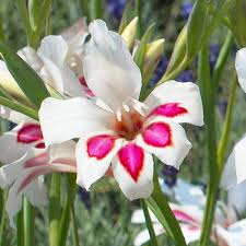 Image result for Gladiolus magnificus