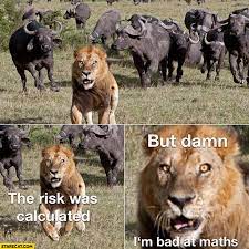Lion Running Away The Risk Was Calculated But Damn I M Bad At Maths Starecat Com