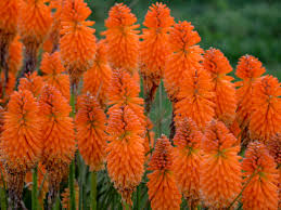 Learn about the proven winners® 2020 annuals in this video we are showing off the proven winners plants we will be reviewing this year. New Proven Winners Perennials For 2020 Walters Gardens Inc