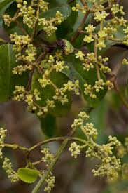 Image result for Hippocratea indica
