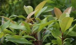 Image result for Ozoroa nitida