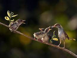 Pin By Eloise Hablizel On Colorful Birds Scary Animals Pet Birds Beautiful Birds