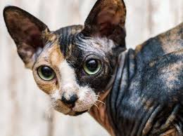 Jetzt auf quoka.de selbst kostenlos inserieren oder regionale angebote finden. Sphynx Katze So Ist Ihr Charakter