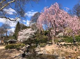 Get details of location, timings and contact. Eroffnung Und Kirschblutenfest Am Wochenende