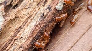 There are some home inspectors out there who actually believe this, so word of it spreads around. How Often Should A House Be Treated For Termites Home Inspection Insider