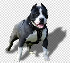 What is the largest pitbull breed? Dog Dog Breed American Pit Bull Terrier American Staffordshire Terrier Staffordshire Bull Terrier Clipart Dog Dog Breed American Pit Bull Terrier Transparent Clip Art