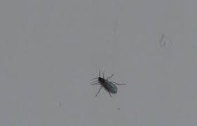 Bei stärkerem befall empfiehlt es. Bei Mir Sind Kleine Fliegen Im Wohnzimmer Woher Kommen Die Insekten