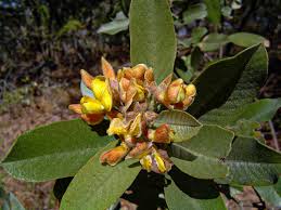 Image result for Eriosema lebrunii