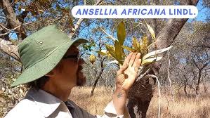 Image result for Habenaria gonatosiphon