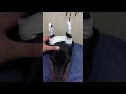 Doberman Kulak Diklestirme Aparati Kullanimi Youtube