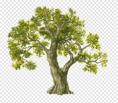 Dibujo De Arbol Acuarela Arbol Png Pngegg