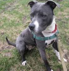 Brody the dog updated their profile picture. Dog For Adoption Brody A Pit Bull Terrier American Staffordshire Terrier Mix In Mesquite Tx Petfinder