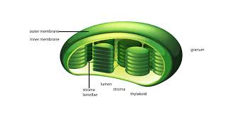 The Cell. 6. Non Vesicular. Plastids. Atlas Of Plant And Animal Histology.